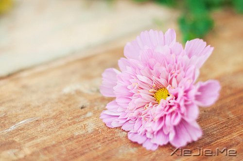 生命,只需要一个甜美的微笑 (7)