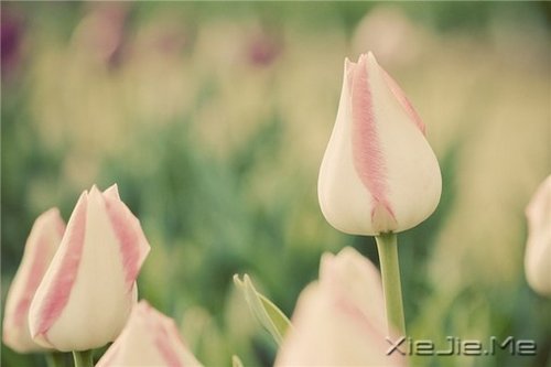 想追求什么,就去努力吧 (5)