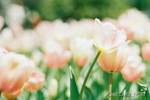 世事自有安排,我们只需顺其自然 (4)