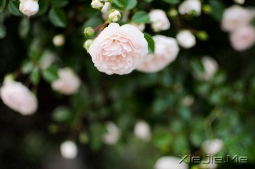 风雨人生,给自己一个微笑 (5)