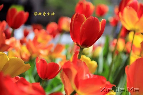 花开为谁谢,花谢为谁悲 (9)