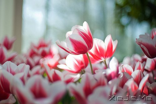 愿在我最美的时光,遇见最美好的你 (8)