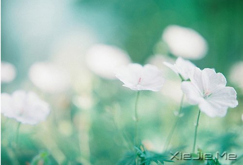 晚安心语:心复杂,世界就是迷宫 (4)