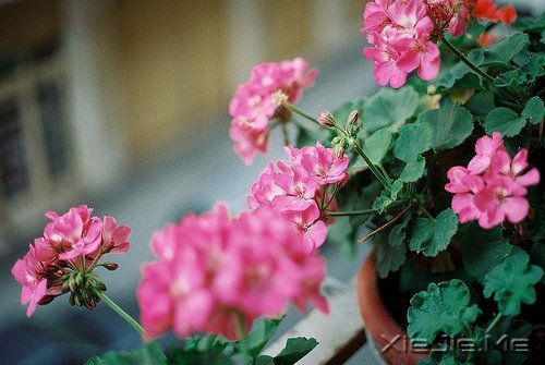 早安心语:不往前走,你将永远停留 (2)