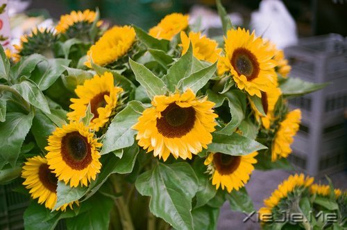 早安心语:轻轻的呼吸,浅浅的微笑 (8)