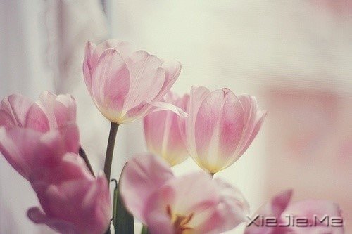 早安心语:我们总是在别人的故事里,流着自己的眼泪 (9)