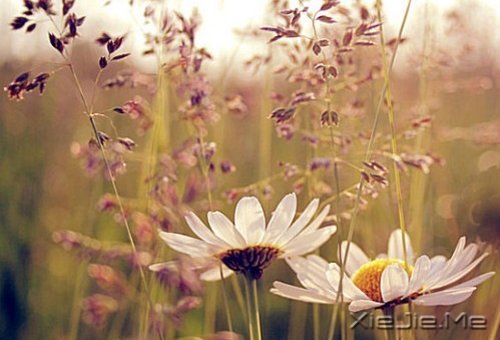 早安心语:时间会咬人,你不走就会满身伤痕 (5)