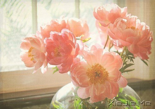 晚安心语:你若不伤,岁月无恙 (2)