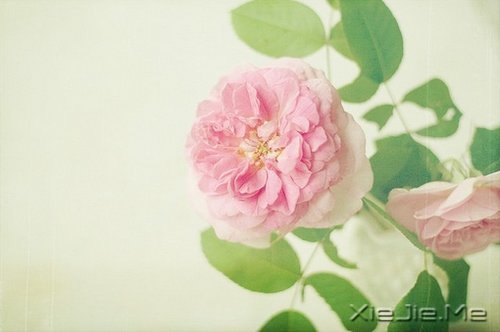 适当的放弃,是人生优雅的转身 (4)