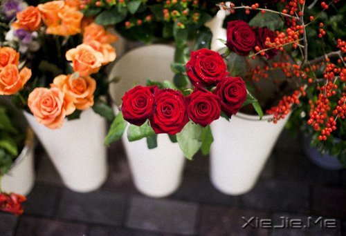 晚安心语:人心本无染,心静自然清 (2)