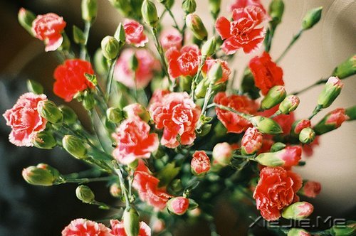 晚安心语:人心本无染,心静自然清 (7)