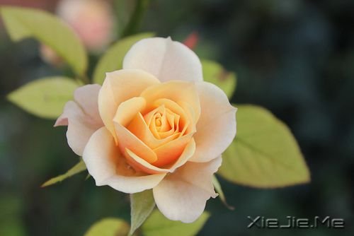 早安心语:你看事情太明白,往往就失了做事的勇气 (2)