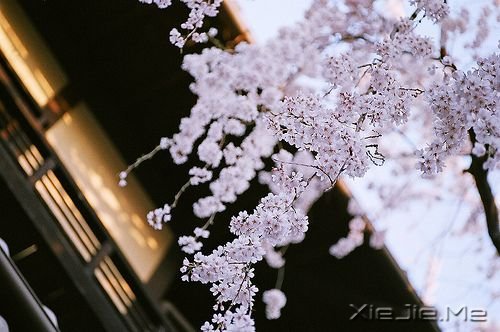 晚安心语:愿你成为自己的太阳 (5)