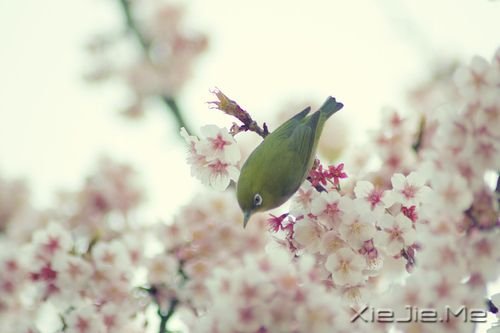 晚安心语:真正的泪水来自心底,眼睛只是一个小小的出口 (5)