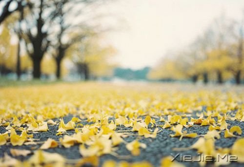 晚安心语:不为模糊不清的未来担忧,只为清清楚楚的现在努力 (5)