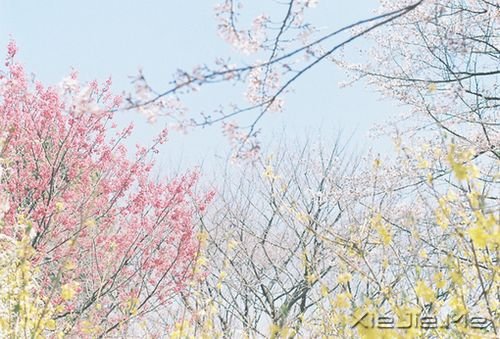 晚安心语:最美好的总会在不经意间出现 (5)