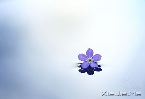 早安心语:选一种姿态,让自己活得无可替代 (6)