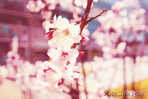 马年和自己的10个约定 (4)