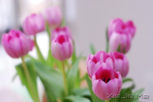 世界上著名的钢琴曲和背后的故事 (7)