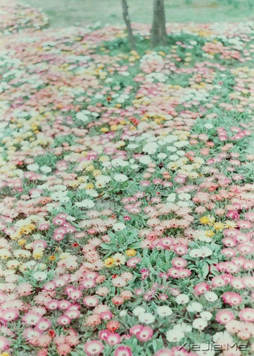 小清新文字:时光慢点走 (3)